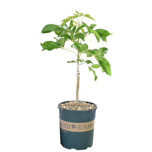 新品种冰淇淋果苗白柿苗 巧克力果苗 树苗南北方地栽果树苗 - 图3