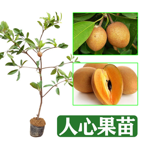 人心果苗优质品种水果王超甜盆栽地栽香瓜茄人参果苗当年挂果 - 图3