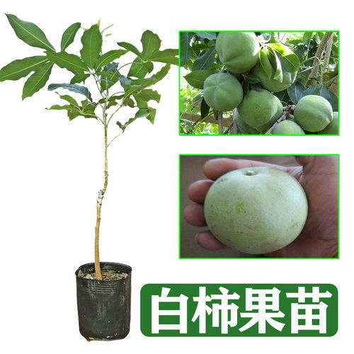 新品种冰淇淋果苗白柿苗 巧克力果苗 树苗南北方地栽果树苗 - 图1
