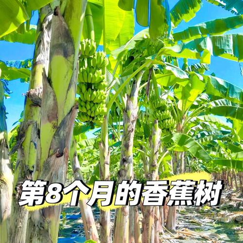 广西正宗香蕉苗矮化香蕉粉蕉小米蕉皇帝蕉红香蕉树苗南方盆栽地栽 - 图1