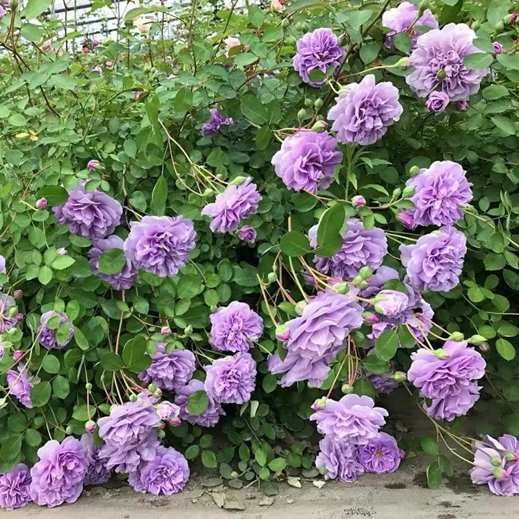 【蓝色阴雨】 阳台庭院天台种植月季玫瑰 多季节开花盆栽 - 图0