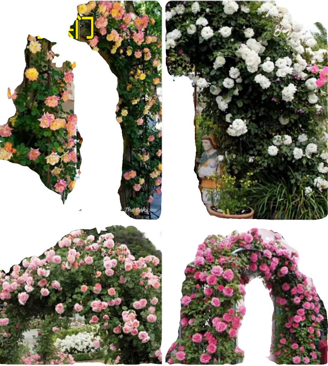 【蓝色阴雨】 阳台庭院天台种植月季玫瑰 多季节开花盆栽 - 图3