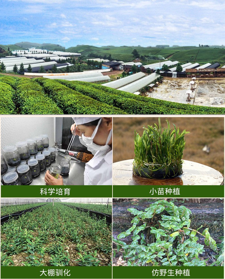正品霍山铁皮粉鲜条500g干花枫斗 海兴嘉禾石斛/枫斗