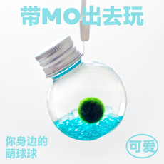 Водоросли мяч marimo马里莫 小萌球 幸福球藻冬季耐寒水培绿植物海藻生态瓶礼品