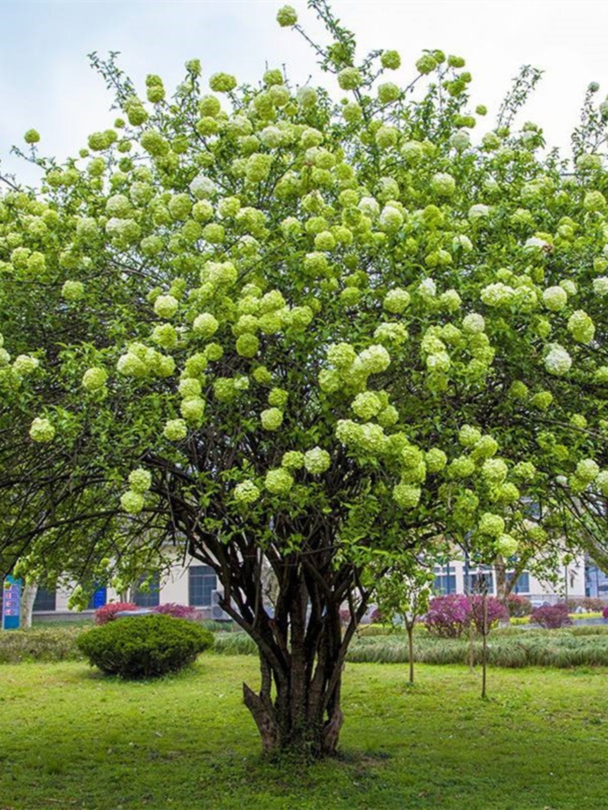 花灌木中华木本绣球斗球麻球盆栽地栽耐寒庭院种植树苗当年开花-图0