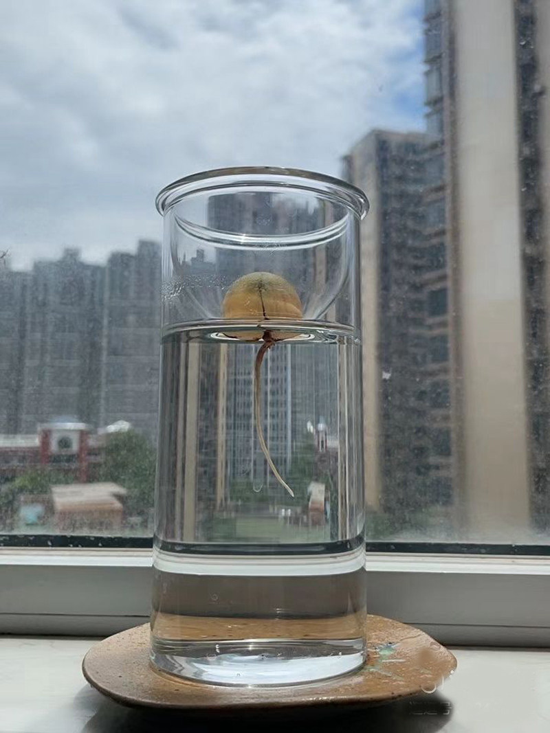 日式牛油果水培瓶牛油果种子种植瓶果核玻璃器皿创意养殖透明容器,淘宝优惠券,粉丝福利购,淘宝优惠卷