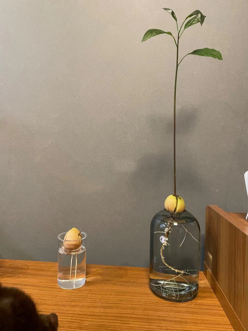 日式牛油果水培瓶牛油果种子种植瓶果核玻璃器皿创意养殖透明容器,淘宝优惠券,粉丝福利购,淘宝优惠卷