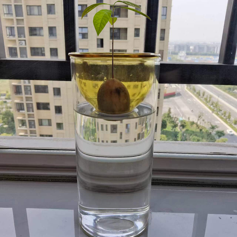 牛油果水养种植瓶彩色控的最爱果核水培养殖瓶园艺高级感花盆摆件 - 图2