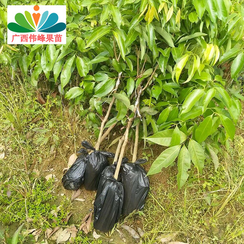 增城荔枝荔枝嫁接苗桂味香荔妃子笑糯米糍无核荔枝果苗树当年结果 - 图2