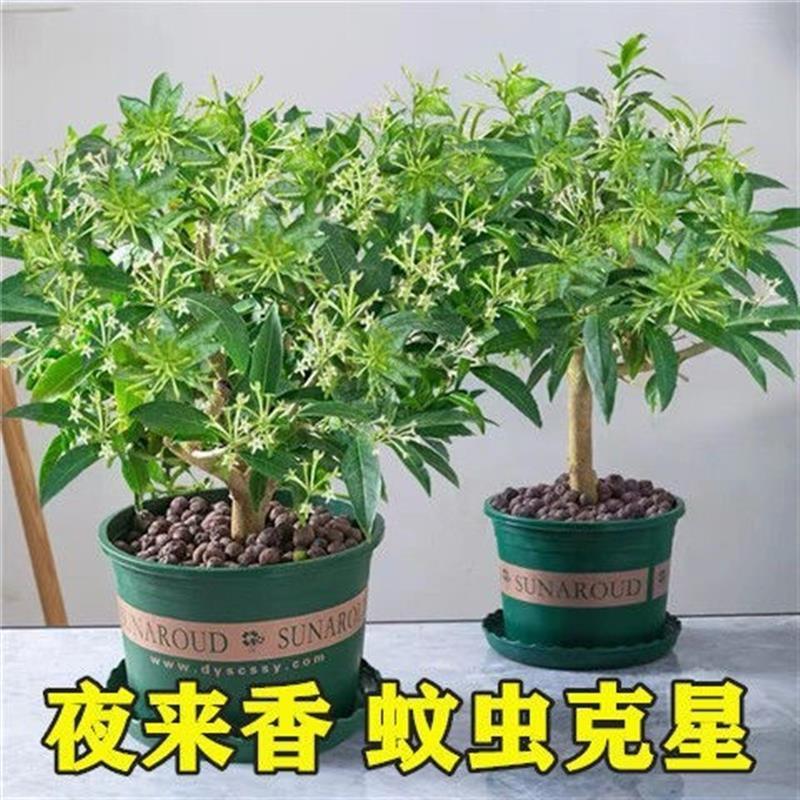 夜来香花树苗夜来香盆栽花卉植物室内驱蚊花苗浓香夜来香四季开花 - 图0