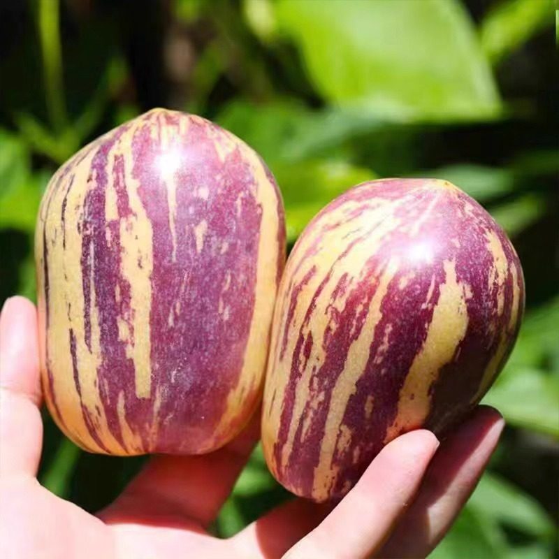 甘肃民勤人参果沙漠人参果长生果冬季时令新鲜水果孕妇小孩黄肉果,淘宝优惠券,粉丝福利购,淘宝优惠卷