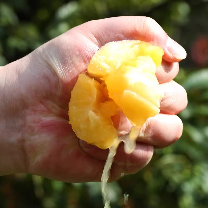 甘肃民勤人参果沙漠人参果长生果冬季时令新鲜水果孕妇小孩黄肉果,淘宝优惠券,粉丝福利购,淘宝优惠卷