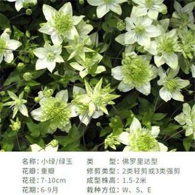 帅帅园艺【小绿】F系爬藤铁线莲阳台盆栽庭院地栽藤本绿植,淘宝优惠券,粉丝福利购,淘宝优惠卷