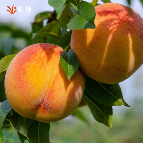 虹越桃树果苗盆栽南方北方种植阳台露台水蜜桃黄桃湖景蜜露 - 图2