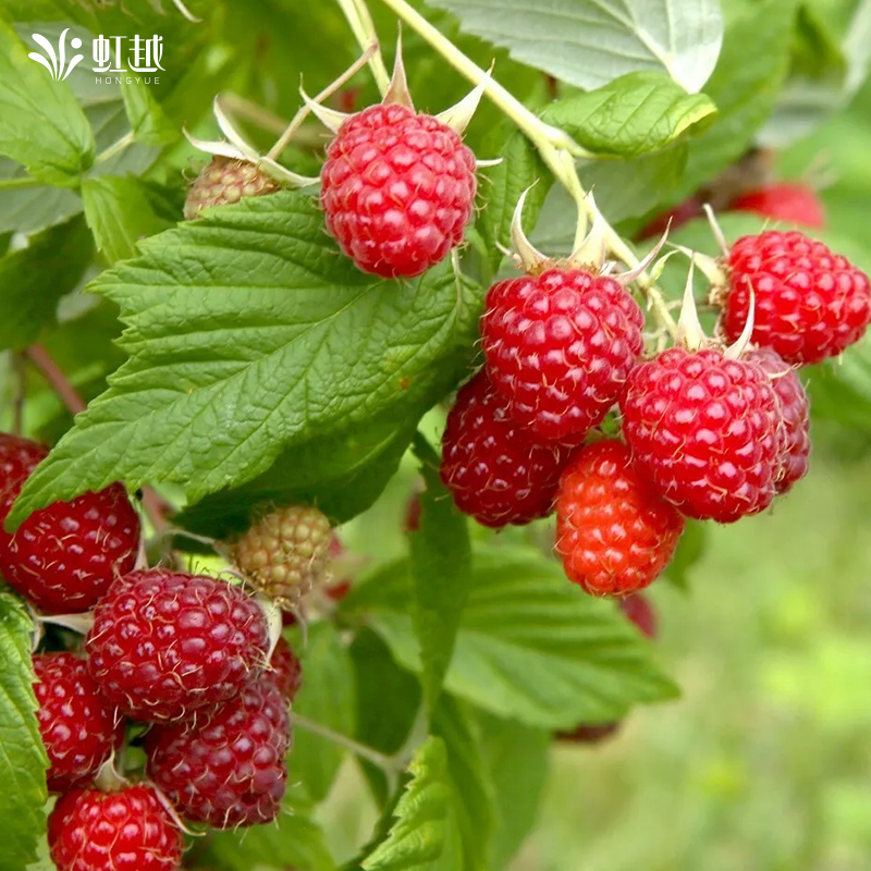 虹越红树莓金秋黑莓双季掌叶覆盆子泡泡糖水果树苗地栽盆栽阳台-图0