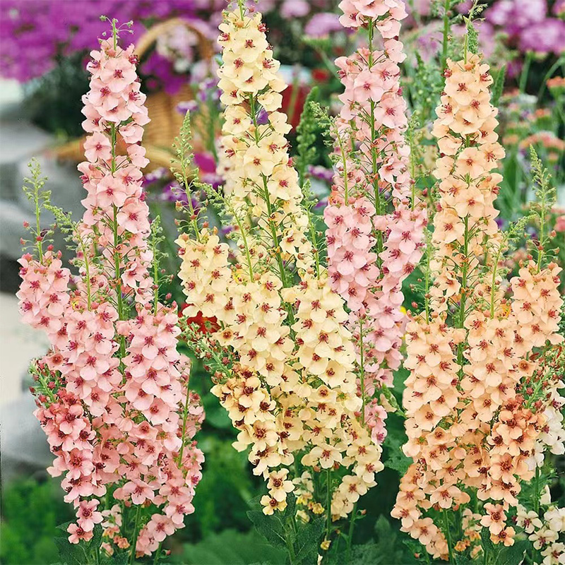 大花飞燕草毛地黄盆栽虹越毛蕊花苗花园庭院花境盆栽地栽观赏草花-图2