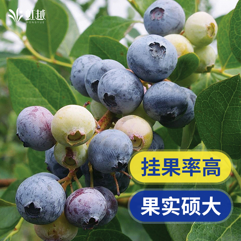 蓝莓大果树苗虹越盆栽地栽庭院阳台一年四季结果天后奥尼尔蓝葡萄 - 图1