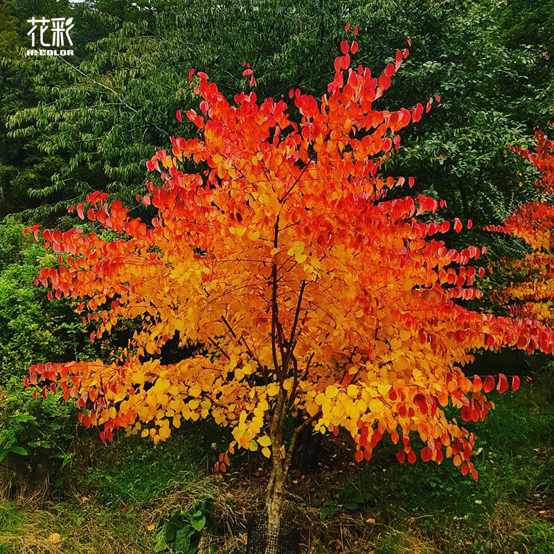 花彩连香树苗彩叶树种苗庭院花园骨架植物好养观叶耐寒耐热多年生 - 图2