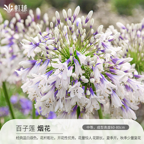 【直播】虹越百子莲烟花盆栽苗庭院花园多年生耐热好养宿根花卉 - 图1