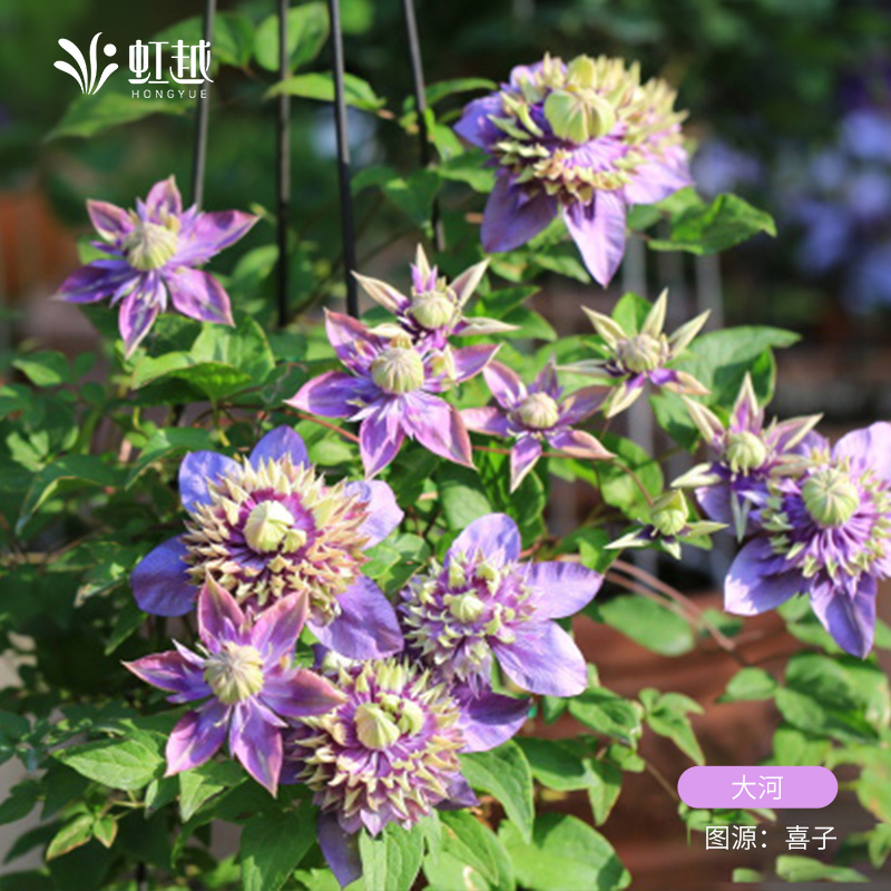 虹越铁线莲盆栽小苗科琳魔法师市长美好回忆爬藤多年生庭院花卉 - 图2