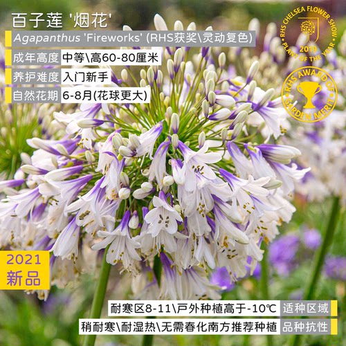 【直播】虹越百子莲烟花盆栽苗庭院花园多年生耐热好养宿根花卉 - 图0