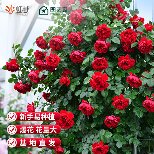 虹越粉色龙沙宝石蓝色阴雨朱丽叶月季花小苗盆栽爬墙藤本灌木 - 图0