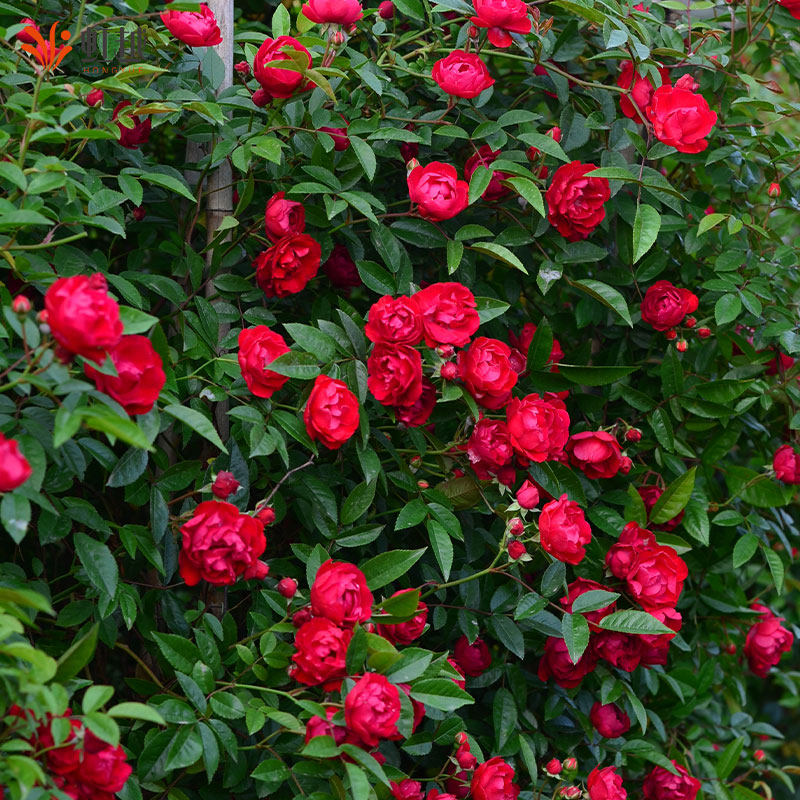 虹越红木香黄木香爬藤月季花盆栽苗白粉木香爬墙藤本花卉耐寒易养,淘宝优惠券,粉丝福利购,淘宝优惠卷