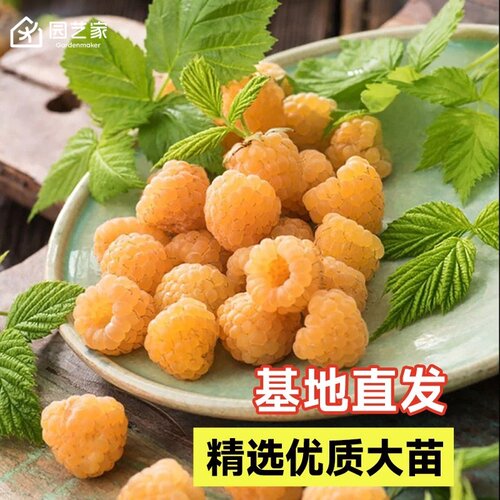 园艺家红树莓金秋黑莓双季掌叶覆盆子泡泡糖水果树苗地栽盆栽阳台 - 图2