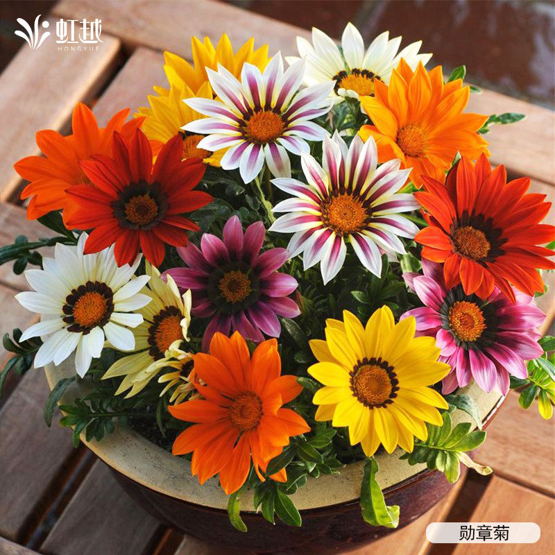 虹越园艺家蓝盆花白头翁菊花桔梗常春藤阳台盆栽多季开花观叶种苗,淘宝优惠券,粉丝福利购,淘宝优惠卷