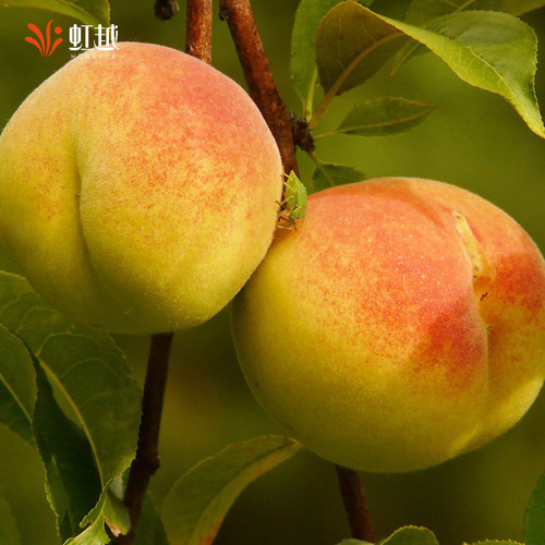 虹越桃树果苗盆栽南方北方种植阳台露台水蜜桃黄桃湖景蜜露 - 图0