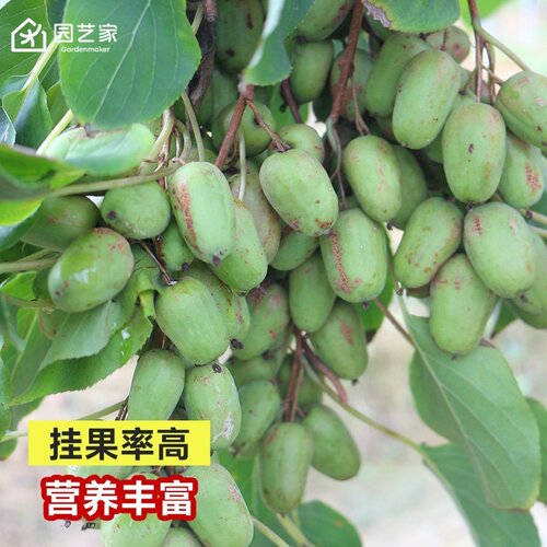 软枣猕猴桃树苗园艺家库库瓦伊赛庭院盆地栽耐寒爬藤多年生果树苗 - 图0