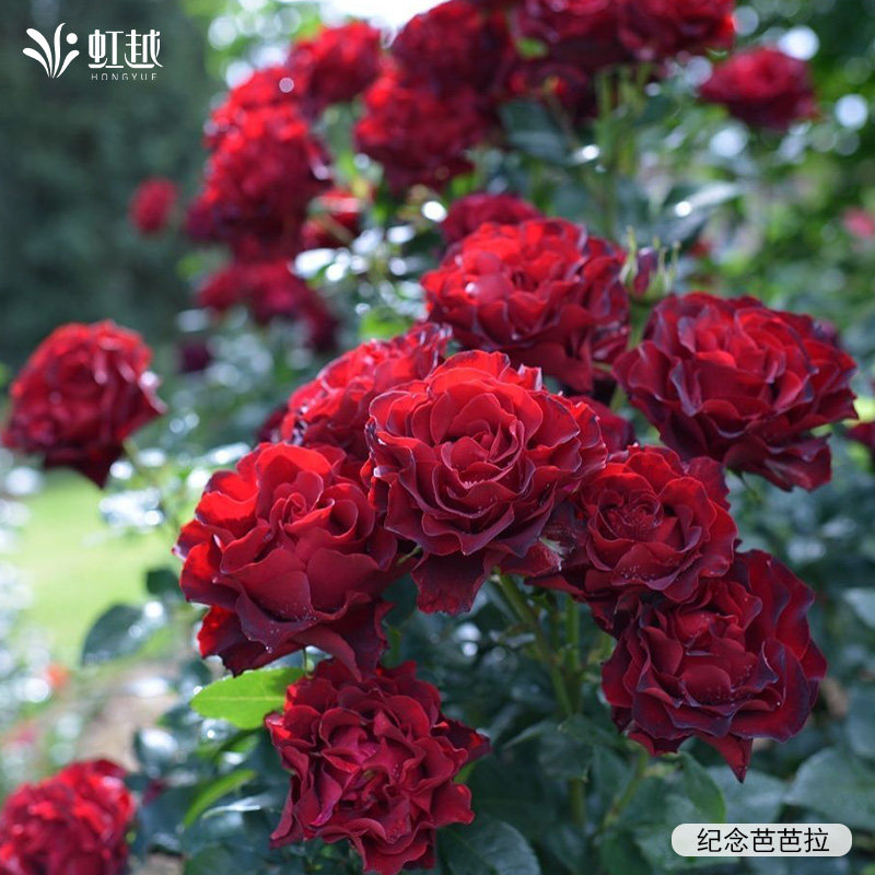 虹越朱丽叶蓝莓蛋糕莫妮卡戴维真宙月季大苗盆栽花园灌木大花浓香,淘宝优惠券,粉丝福利购,淘宝优惠卷