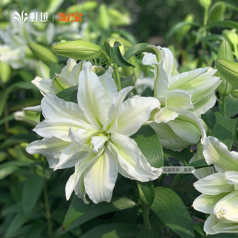 虹越进口百合种球根木门仙女爱莎重瓣香水东方OT四季花园阳台花卉 - 图0