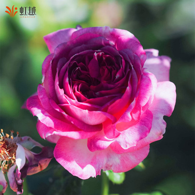 蓝莓蛋糕月季盆栽小苗名贵月季大苗灌木月季大花浓香庭院月季,淘宝优惠券,粉丝福利购,淘宝优惠卷