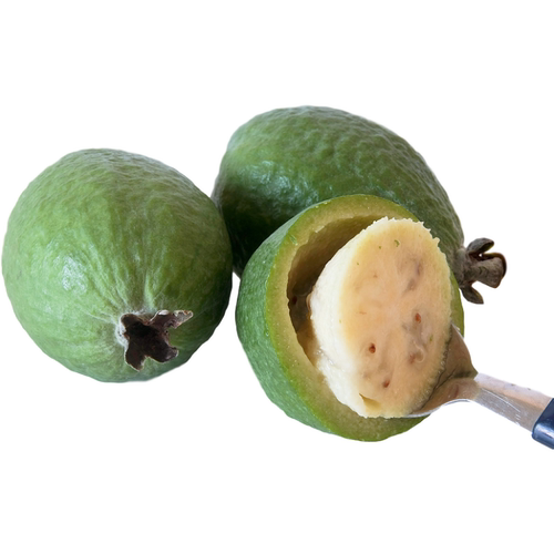 虹越菲油果树果苗盆栽南方种植四季阳台庭院花园斐济果安德烈嫁接-图3