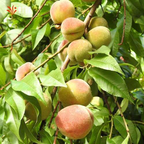 虹越桃树果苗盆栽南方北方种植阳台露台水蜜桃黄桃湖景蜜露 - 图3