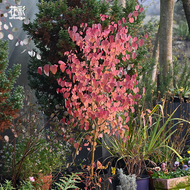花彩连香树苗彩叶树种苗庭院花园骨架植物好养观叶耐寒耐热多年生 - 图1