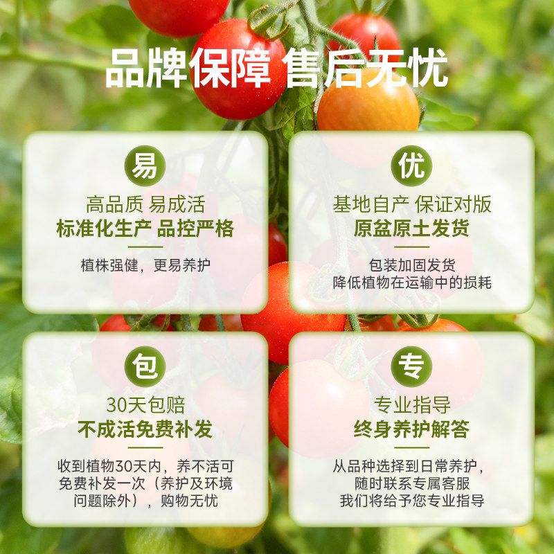 虹越园艺家番茄苗西红柿秧苗矮生甜蜜冰柱肥蛙绿手指甜开胃酒预卖,淘宝优惠券,粉丝福利购,淘宝优惠卷