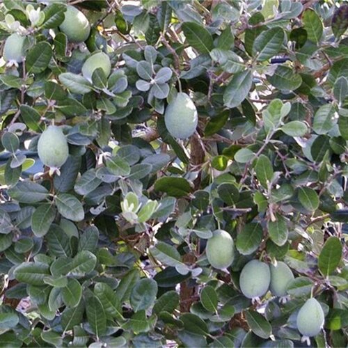 虹越菲油果树果苗盆栽南方种植四季阳台庭院花园斐济果安德烈嫁接-图2