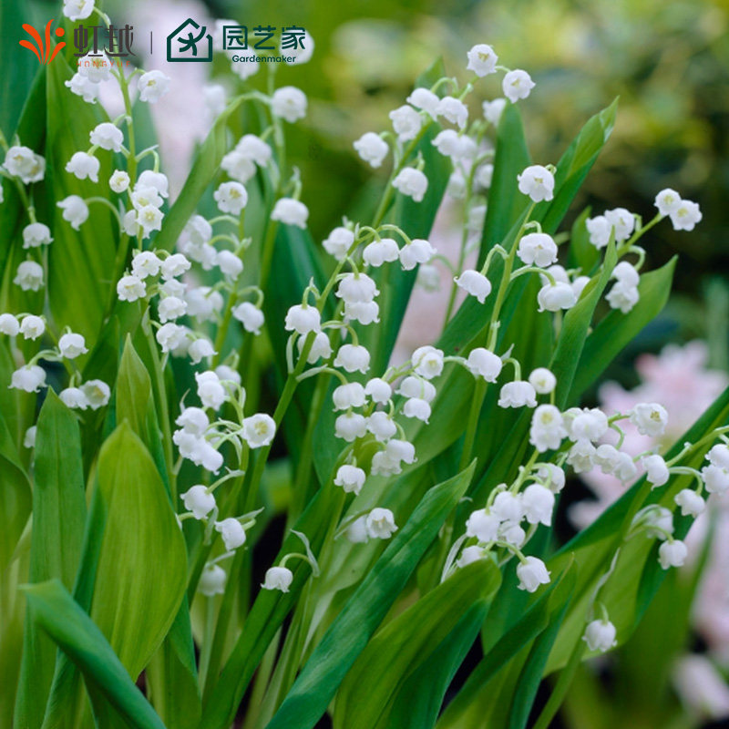 虹越进口铃兰裸根苗阳台盆栽花园庭院花坛种球耐寒多年生草本花卉,淘宝优惠券,粉丝福利购,淘宝优惠卷