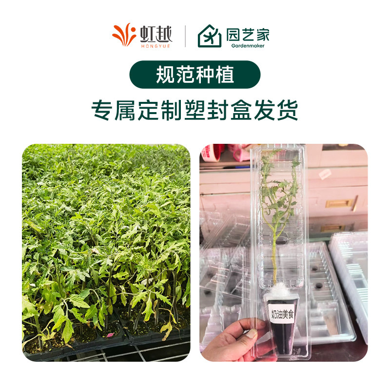 虹越园艺家番茄苗西红柿秧苗矮生甜蜜冰柱肥蛙绿手指甜开胃酒预卖,淘宝优惠券,粉丝福利购,淘宝优惠卷