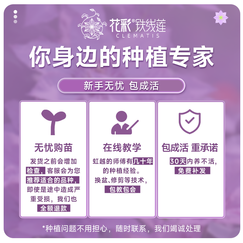 虹越铁线莲苗乌托邦银币铃铛倒影啤酒耐寒盆栽爬藤盆栽多季花好养-图3