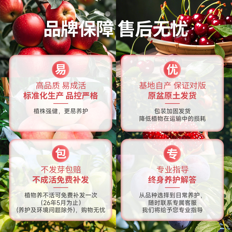 虹越果树裸根苗庭院地栽水蜜桃车厘子李子树西梅桃树苹果枇杷,淘宝优惠券,粉丝福利购,淘宝优惠卷