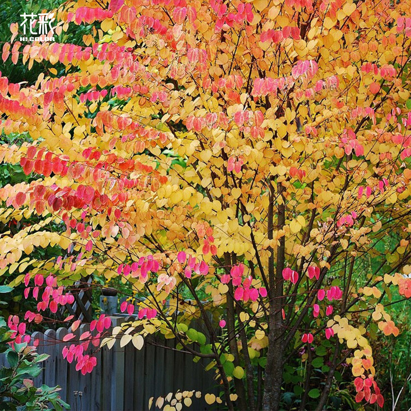 花彩连香树苗彩叶树种苗庭院花园骨架植物好养观叶耐寒耐热多年生 - 图0