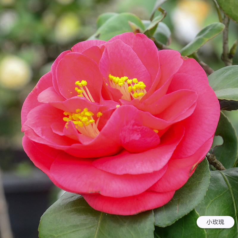 茶花树苗虹越庭院花园茶梅冬季开花绿篱常绿观花灌木花卉盆栽,淘宝优惠券,粉丝福利购,淘宝优惠卷