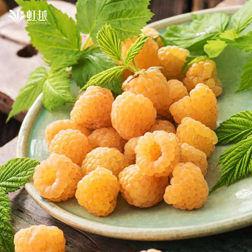 虹越树莓苗盆栽树苗南北方种植多年生阳台果树金秋 - 图2