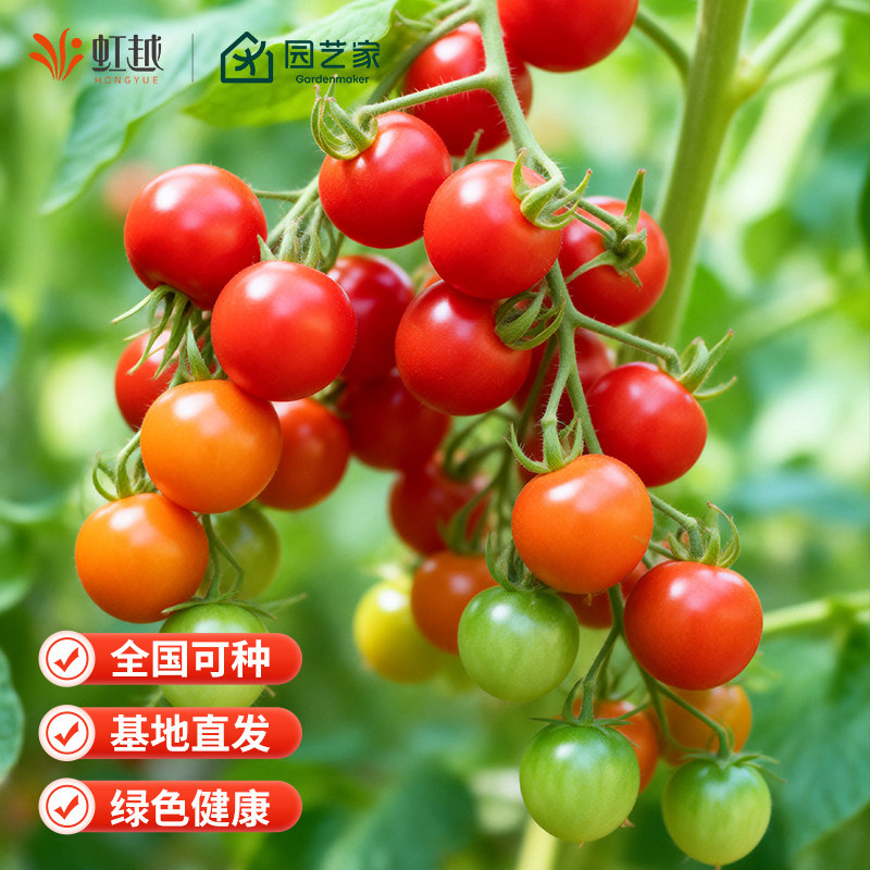 虹越园艺家番茄苗西红柿秧苗矮生甜蜜冰柱肥蛙绿手指甜开胃酒预卖,淘宝优惠券,粉丝福利购,淘宝优惠卷