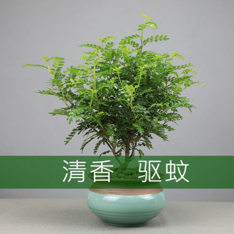 清香木盆栽树苗 驱蚊植物 胡椒木盆栽 室内老桩四季常青净化空气