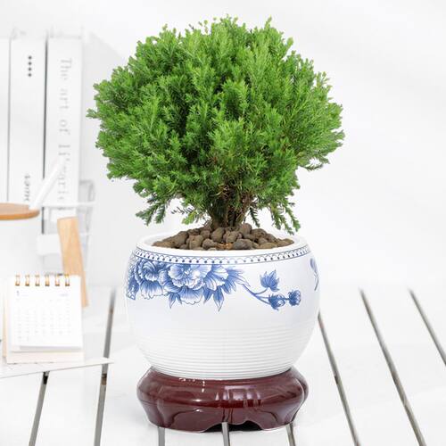 雾松盆栽雪松露水柏室外水松办公室四季常青绿植防辐射球形植物 - 图2