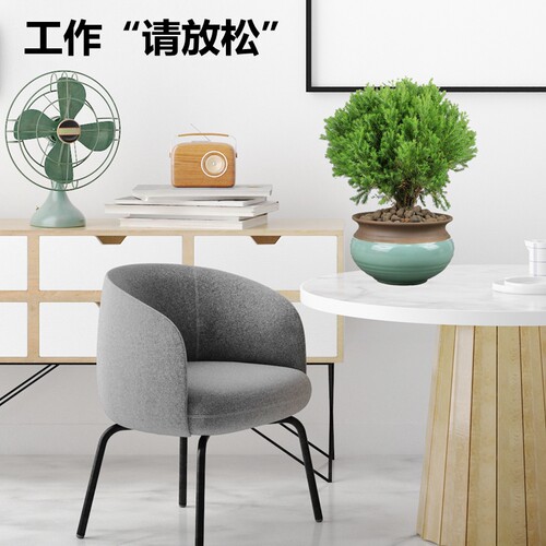 雾松盆栽雪松露水柏室外水松办公室四季常青绿植防辐射球形植物 - 图0